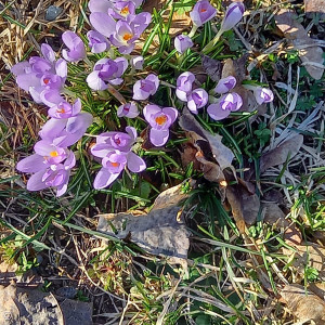 Krokus, aufgenommen von Jan