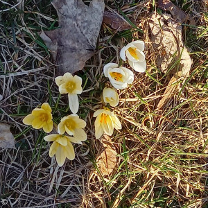 Frühlingsblumen, aufgenommen von Jan